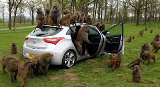Hyundai-gets-into-Some-Monkey-Business.jpg
