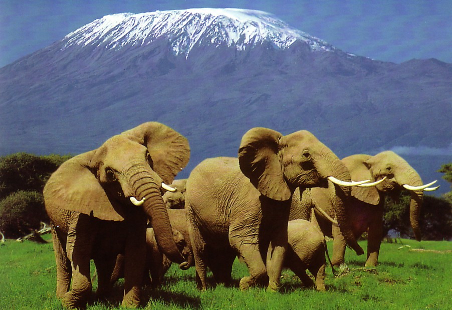 amboselinationalpark1.jpg