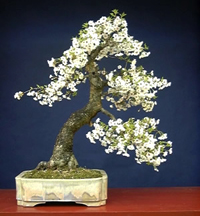brush_cherry_bonsai2.jpg