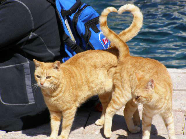 cat-tails-heart.jpg