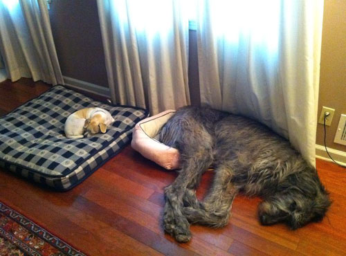 dog-beds.jpg