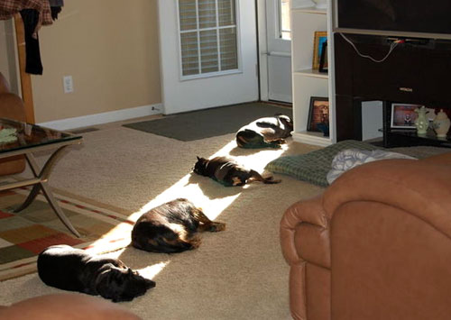 dogs-in-sun.jpg