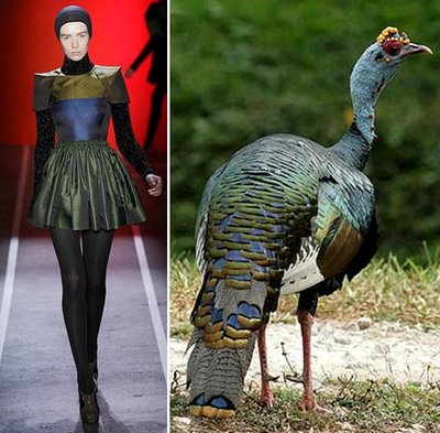 fashion-vs-birds-1.jpg