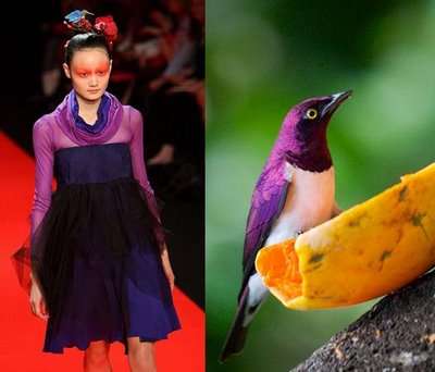 fashion-vs-birds-12.jpg
