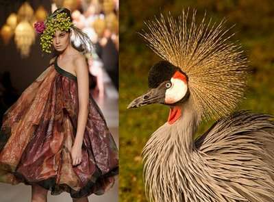 fashion-vs-birds-13.jpg