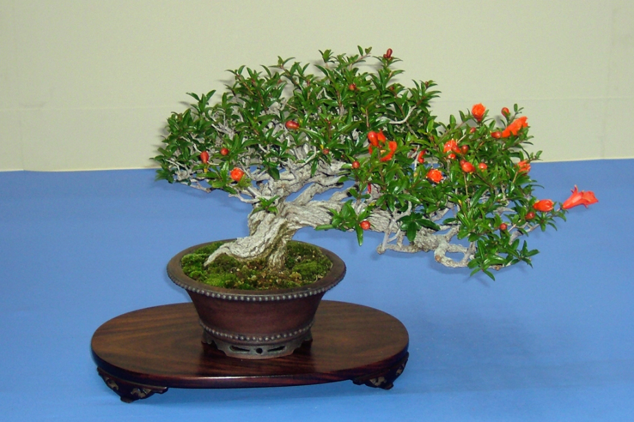 granatalma_bonsai.jpg