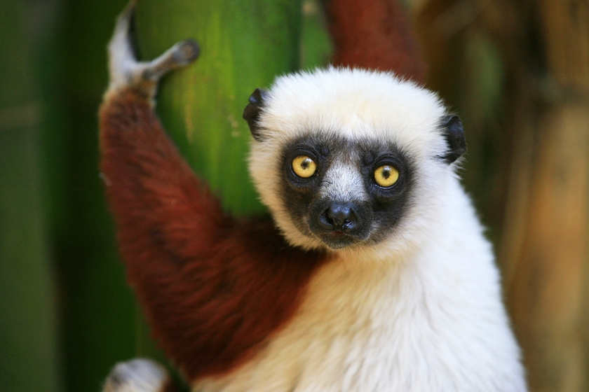 lemur.jpg