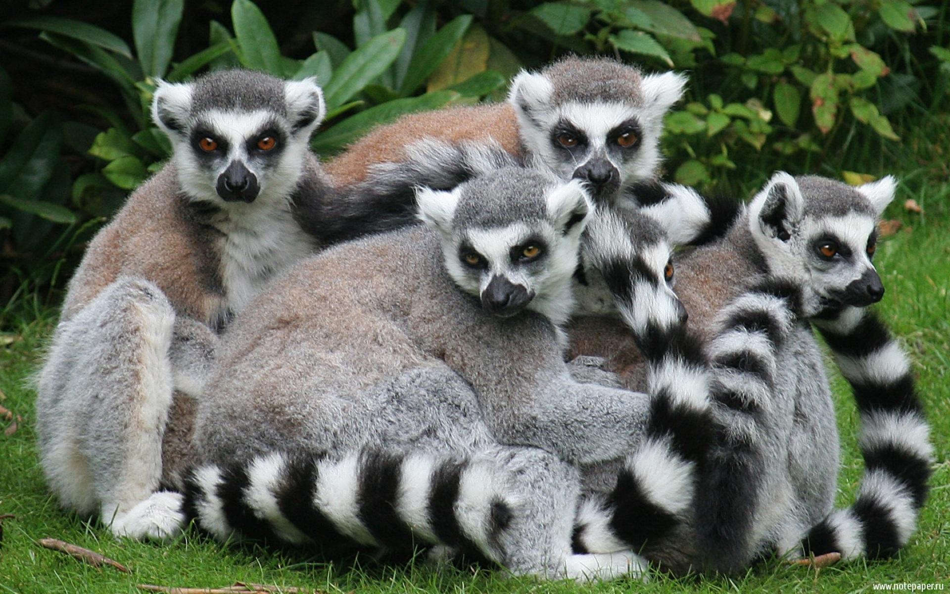 lemurs.jpg