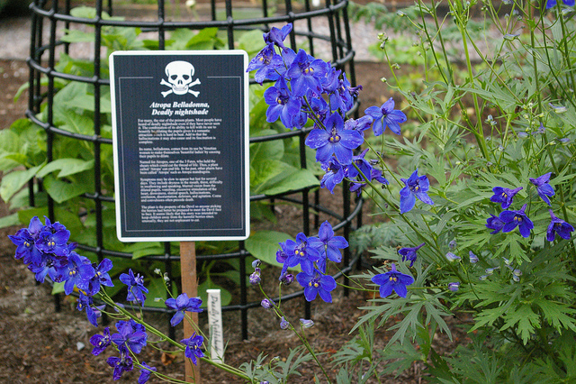 poison-garden-3.jpg