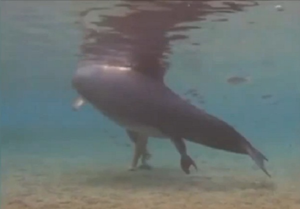 Delfinszuletik.jpg