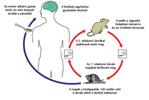 angio_cycle.jpg