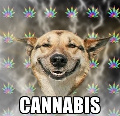 cannbis_2.jpg