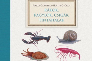 Sárgarépa-csicseriborsó krém pirított diós petrezselyem pesztóval és ropogós sajtkoronggal