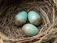 193px-blackbird_nest_with_4_eggs.jpg