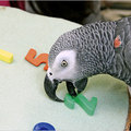 Brainy Parrot Dies, Emotive to the End