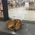A kóbor kutya könyvet lopott - és a választása sokkolt mindenkit