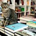 17 könyvesbolti cica