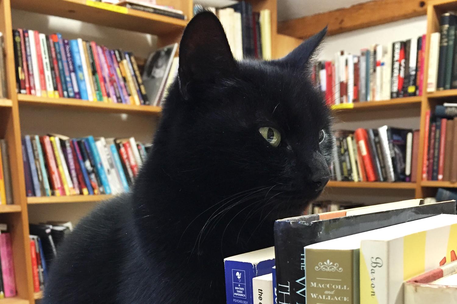 bookstorecats-bookbarn-mao1.jpg