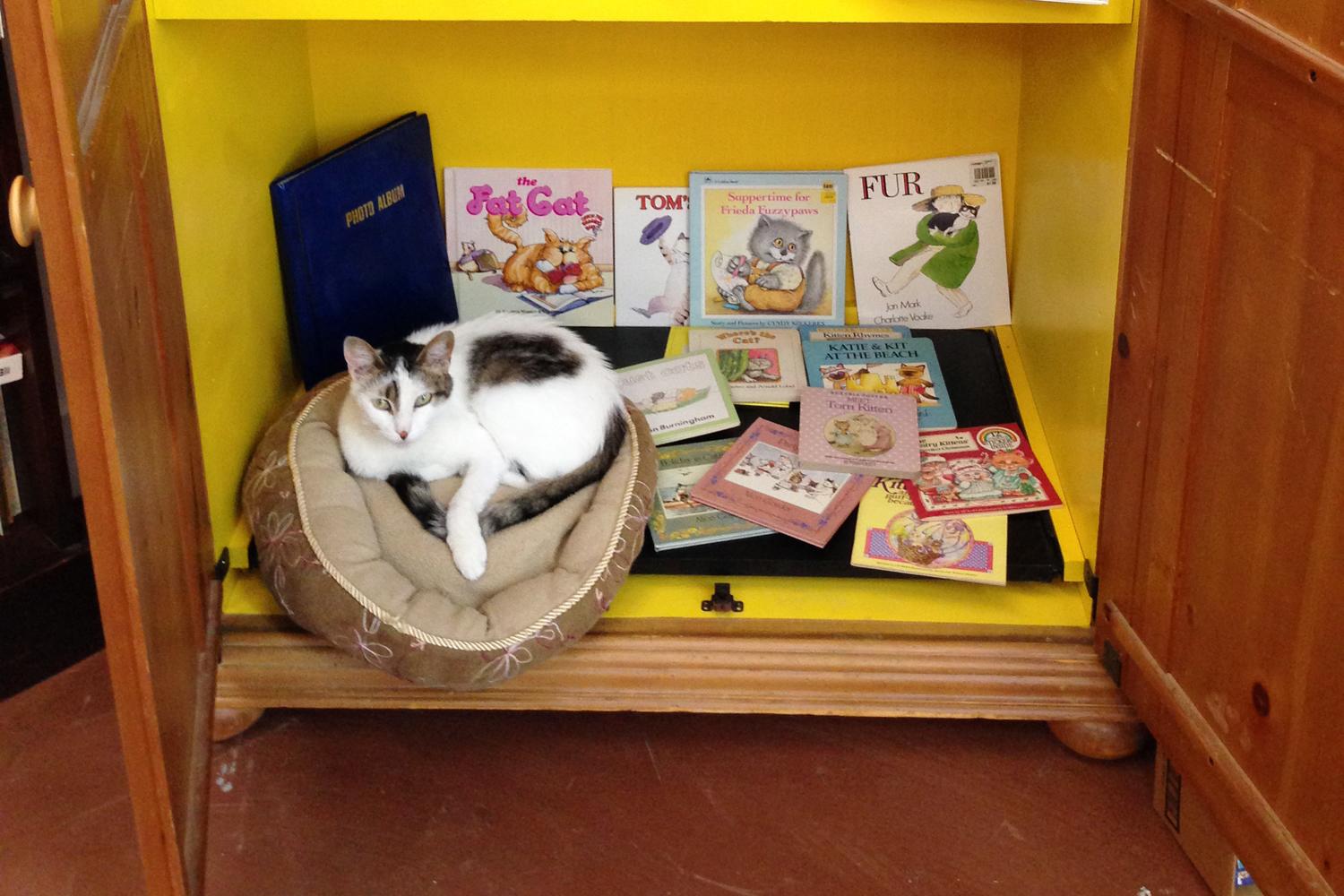 bookstorecats-cattales-shiva1.jpg