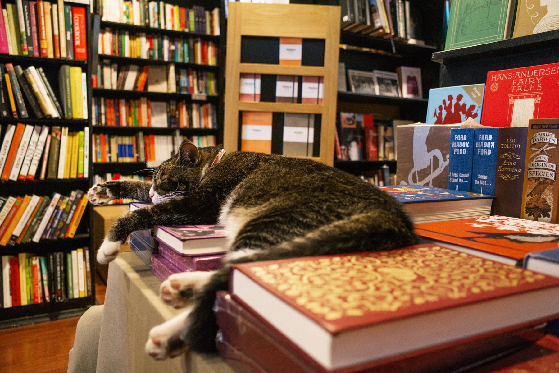 bookstorecats-communitybookstore-tiny.jpg