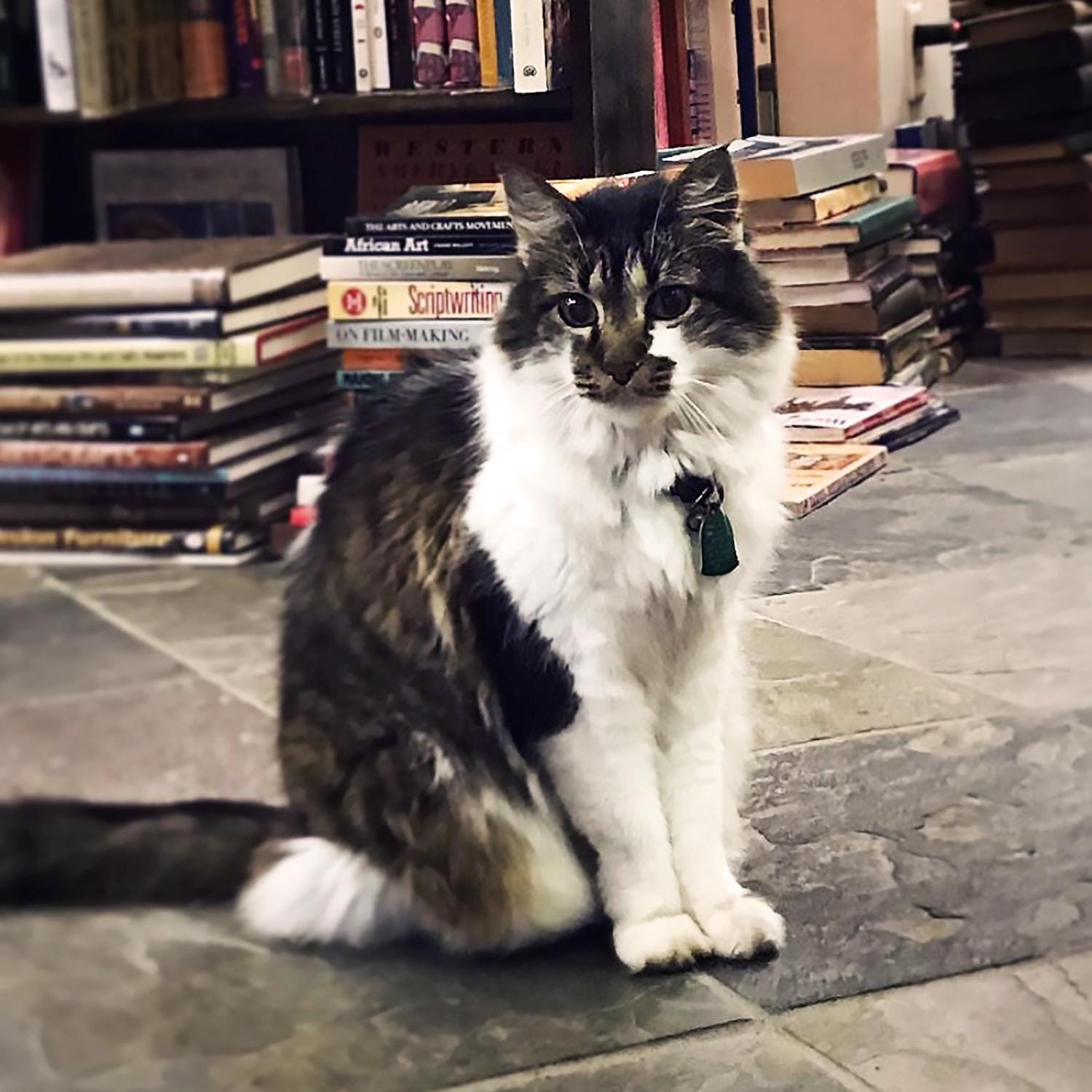 bookstorecats-crescentcitybooks-isabel.jpg
