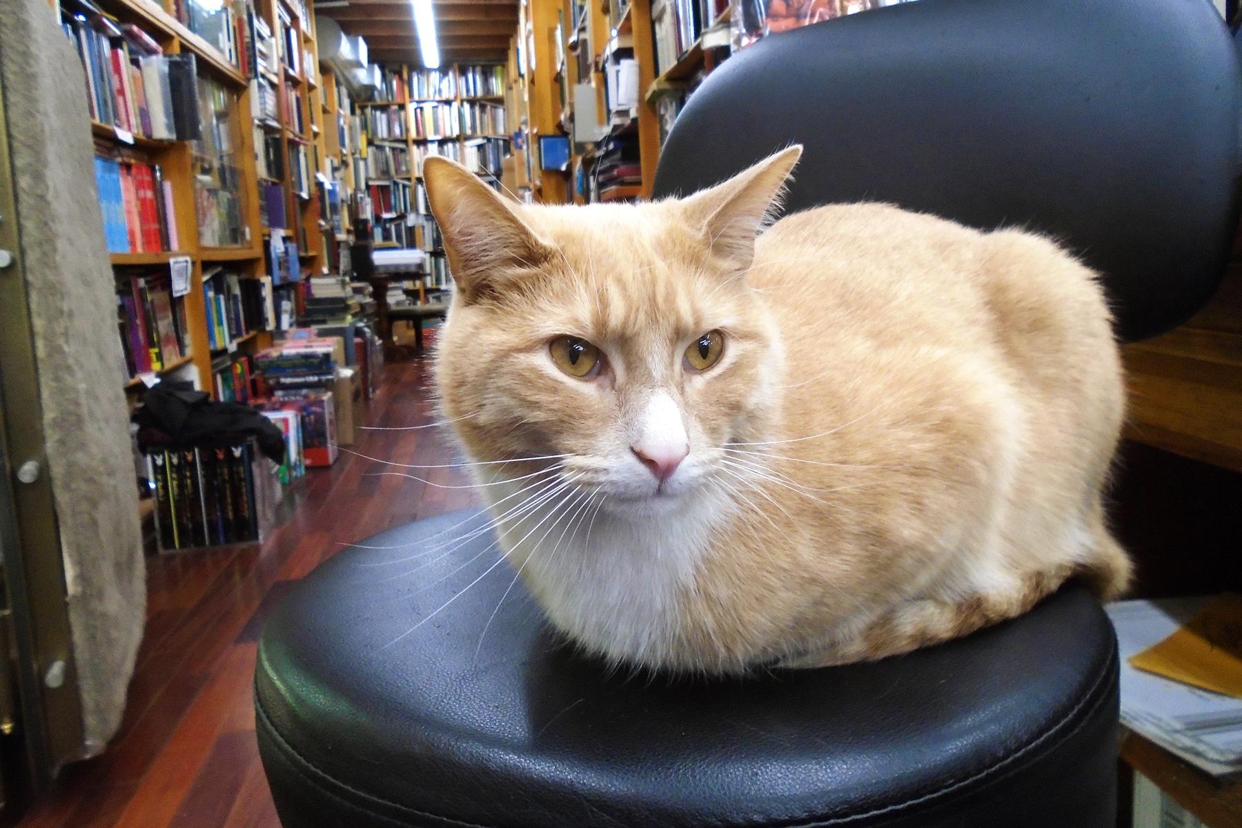 bookstorecats-iliadbookshop-apollo.jpg
