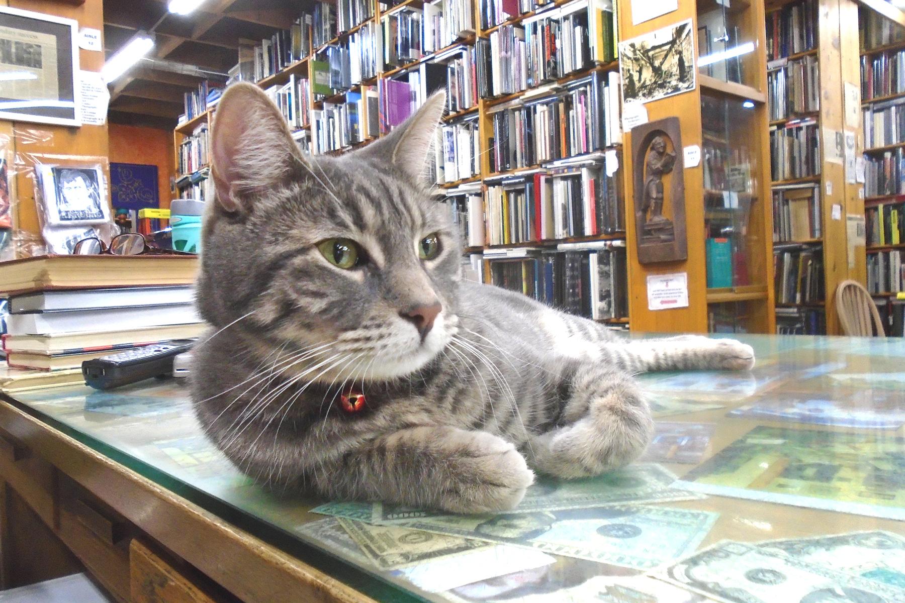 bookstorecats-iliadbookshop-zeus.jpg