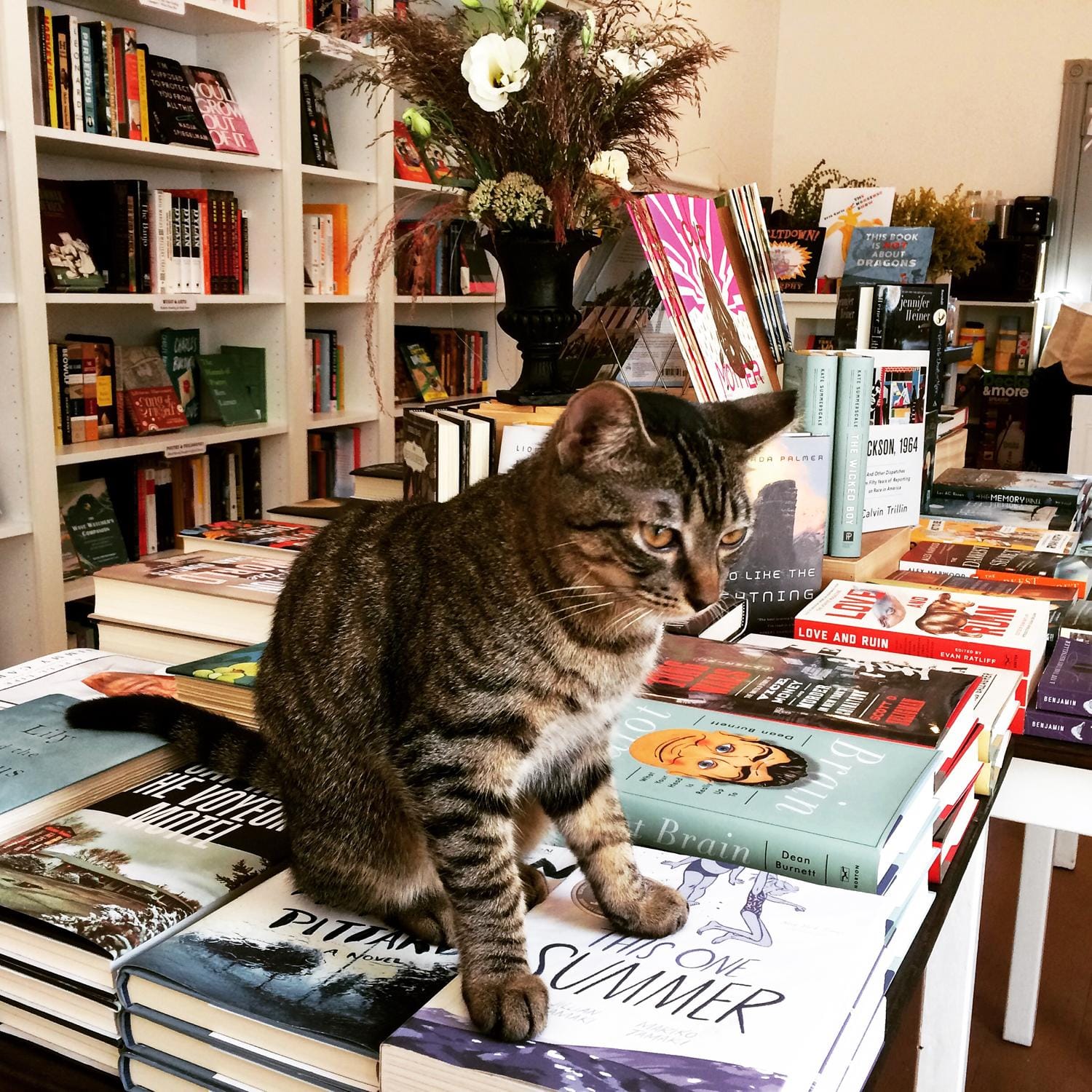 bookstorecats-postmarkbooks-rositasliceapizza1.jpg