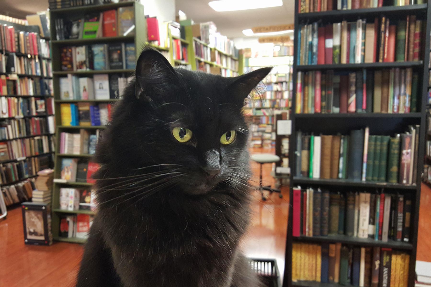 bookstorecats-recyclebookstore-emma1.jpg
