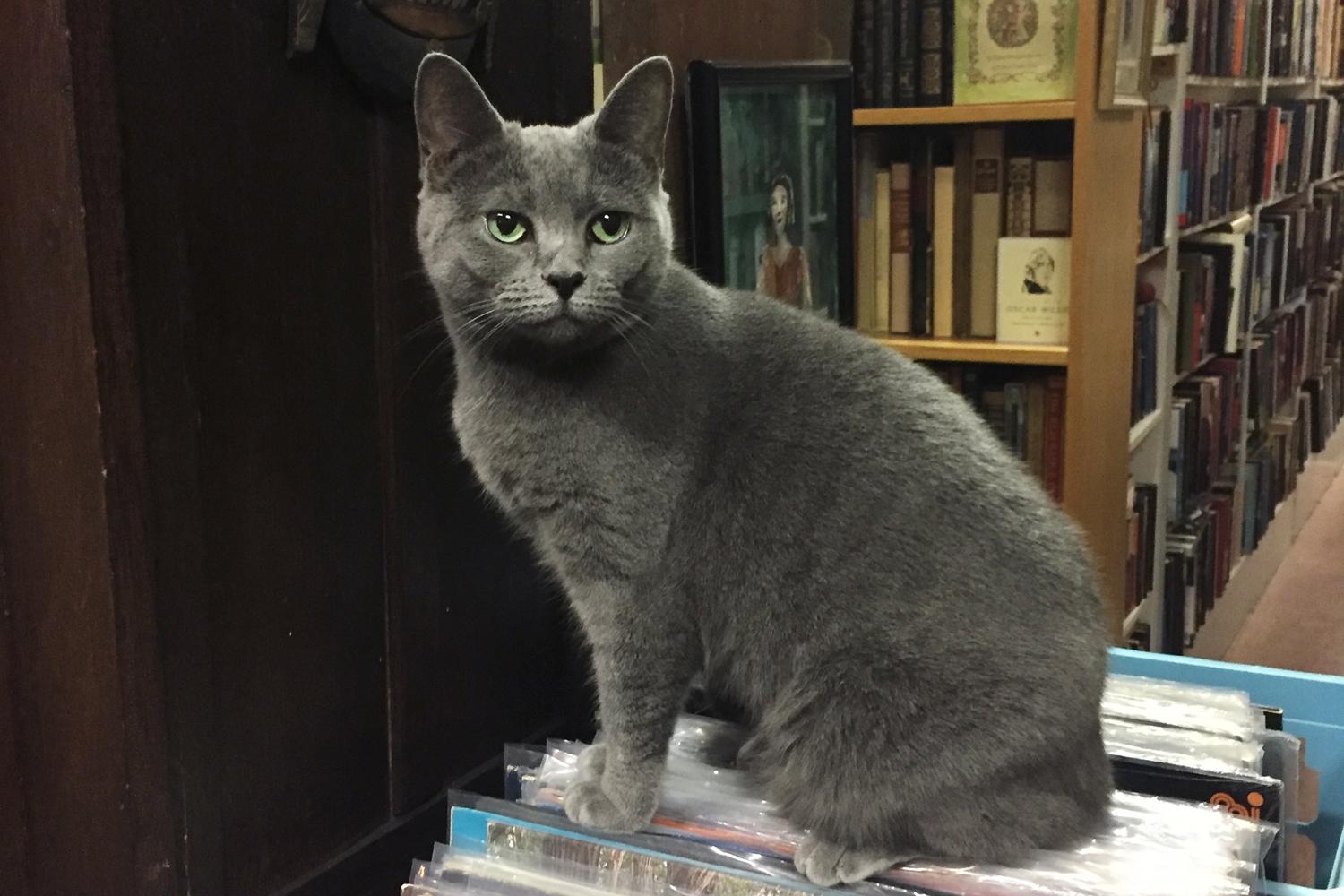 bookstorecats-rhinobooksellers-charlotte.jpg