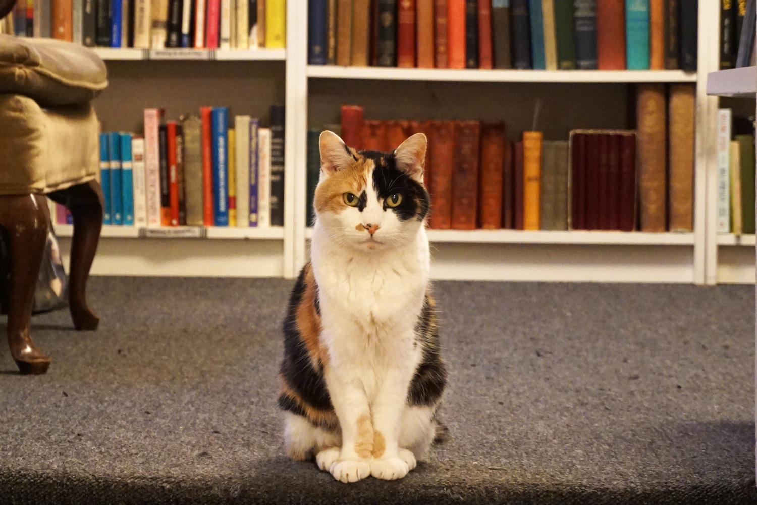 bookstorecats-sprialbookcase-amelia1.jpg