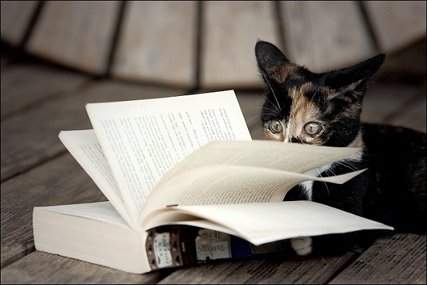 cats_kittens_reading_books_10.jpg