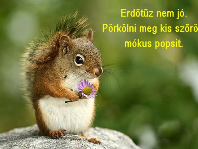 Ott a mókus...