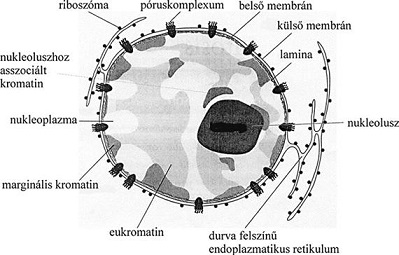 Omega 3 és az esszenciális zsírsavakról röviden