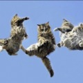 Hopp!