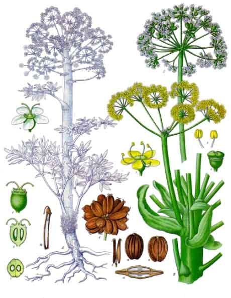 ferula_assa-foetida_kohler_s_medizinal-pflanzen-061_buzaszat.jpg