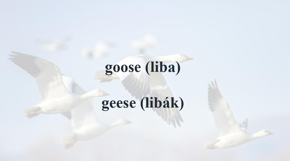 liba-page-00001_1.jpg