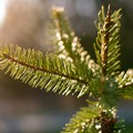 A karácsonyfa története – az első említésektől napjainkig
