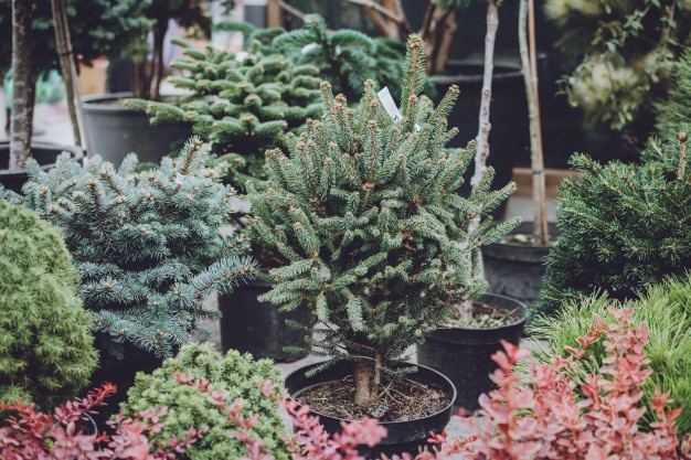 christmas-tree-shop-christmas-trees-spruce-pots-sale_72482-1153.jpg