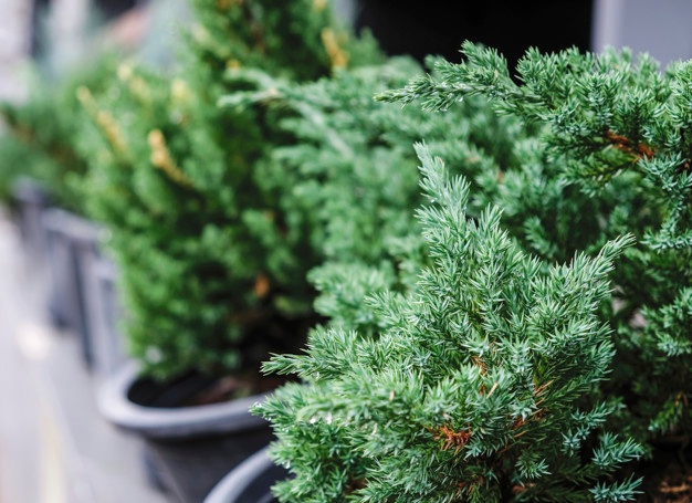 fir-tree-flower-pot-with-raindrop_46250-1717.jpg