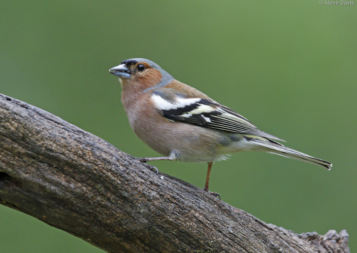 Rare Vagrants: Top "Mega" Sightings from Ecotours History