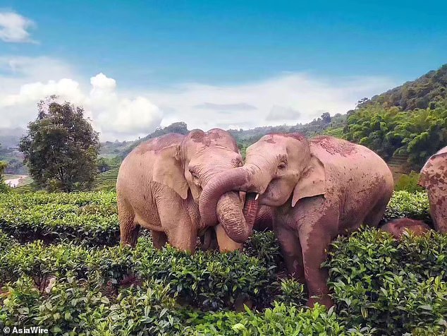 26199072-8133945-a_pair_of_drunken_elephants_were_snapped_staggering_around_a_tea-a-21_1584696970264.jpg