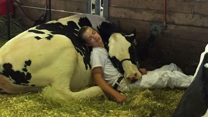 boy-cow-take-nap-together-mitchell-miner-iowa-state-fair-1-59953edf68446_700-e1503059553839.jpg