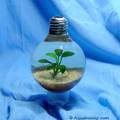 Best of akváriumok: Light Buld (izzó) akvárium