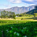 Saját kormánya küldte padlóra a dél-afrikai borászatokat