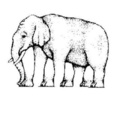Elefánt illúzió