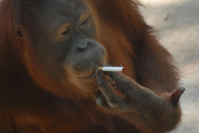 orangutan-cigizik.jpg