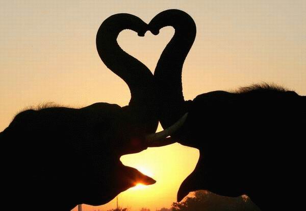 szerelmeselefantok.jpeg
