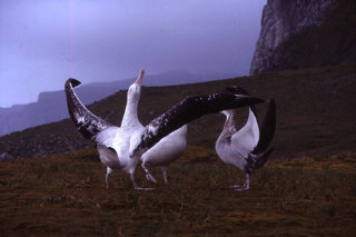 Vándoralbatrosz