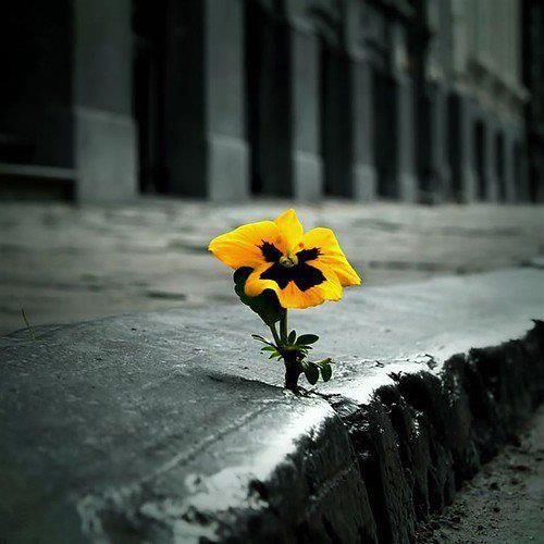 flower_and_concrete.jpeg